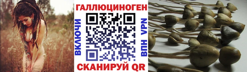блэк спрут   Кувшиново  Псилоцибиновые грибы мухоморы 
